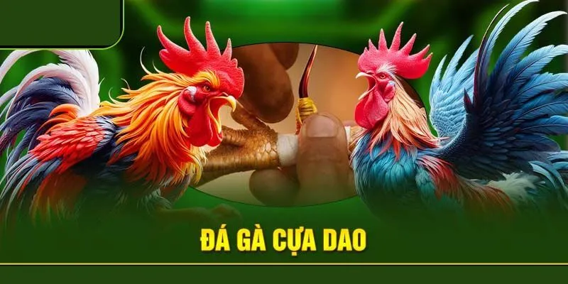 luật đá gà cựa dao