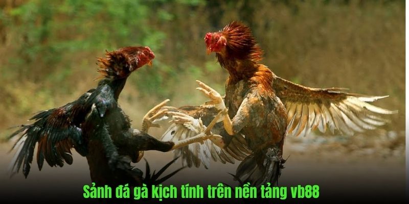 Sảnh đá gà đầy gay cấn thu hút lượng lớn hội viên